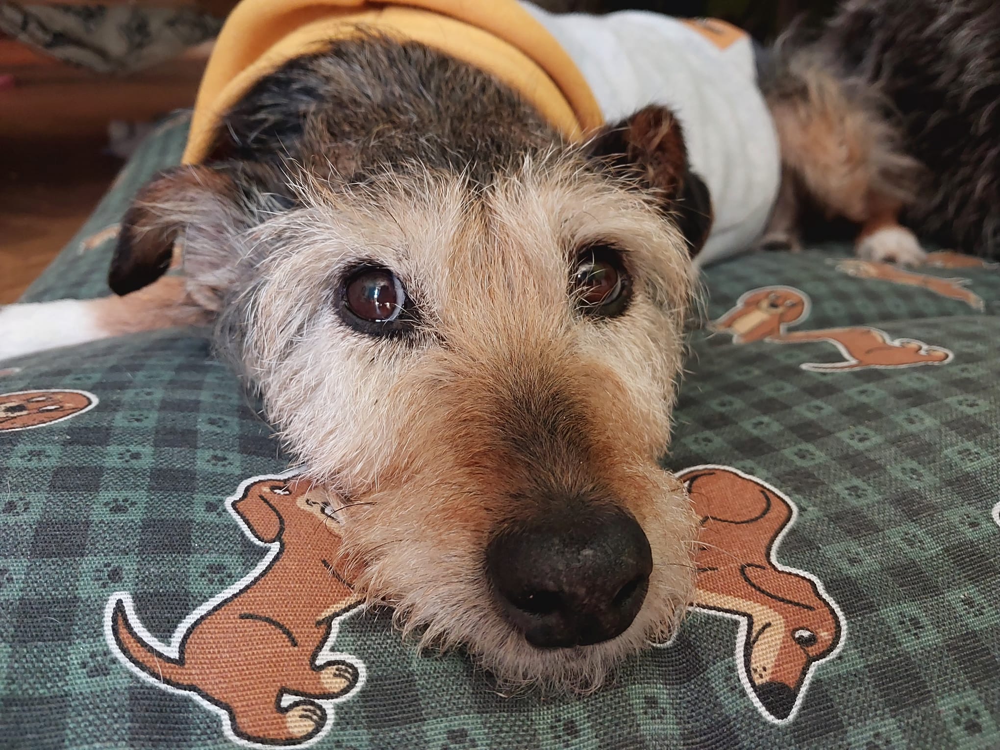 Se quiser aprender a amar, começe pelos animais.